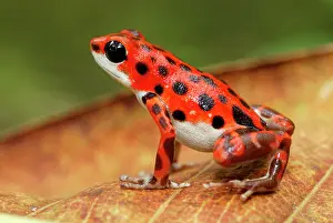 Pumilio: Strawberry Poison Arrow / Dart Frog