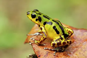 Pumilio: Strawberry Poison Arrow / Dart Frog