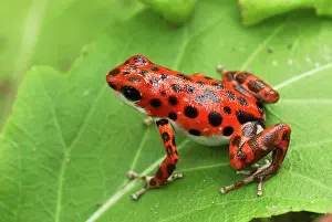 Pumilio: Strawberry Poison Arrow / Dart Frog