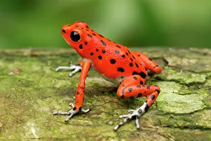 Pumilio: Strawberry Poison Arrow / Dart Frog