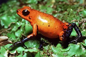 Arrow: Strawberry POISON ARROW / DART FROG