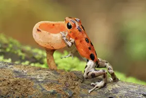 Pumilio: Strawberry Poison Arrow / Dart Frog - cup fungus
