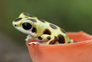 Pumilio: Strawberry Poison Arrow / Dart Frog - inside a cup fungus