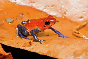 Oophaga: Strawberry Poison Dart Frog
