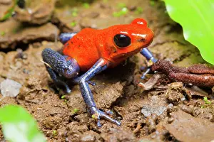 Oophaga: Strawberry Poison Dart Frog