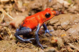 Oophaga: Strawberry Poison Dart Frog