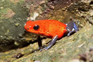 Oophaga: Strawberry Poison Dart Frog