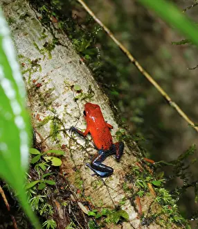 Pumilio: Strawberry Poison Dart Frog