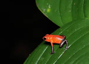 Pumilio: Strawberry Poison Dart Frog