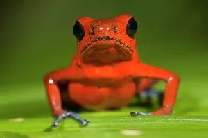 Arrow: Strawberry Poison Dart Frog