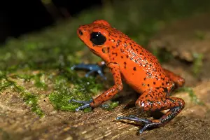 Arrow: Strawberry Poison Dart Frog