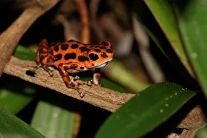 Bocas: Strawberry Poison Dart Frog