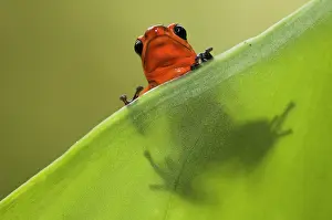 Selva: Strawberry Poison Dart Frog