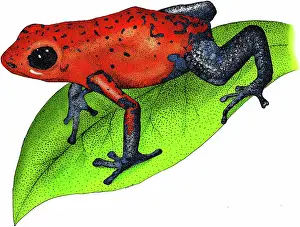 Arrow: Strawberry Poison-dart Frog