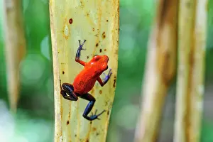 Jungles: Strawberry poison-dart frog, also blue jeans frog