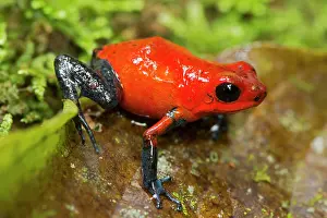 Oophaga: Strawberry Poison-dart Frog (formerly Dendrobates