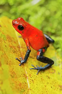 Oophaga: Strawberry Poison-dart Frog (formerly Dendrobates