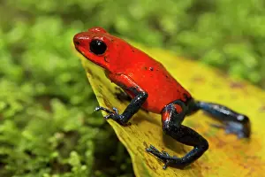 Oophaga: Strawberry Poison-dart Frog (formerly Dendrobates