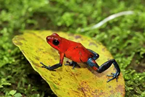 Oophaga: Strawberry Poison-dart Frog (formerly Dendrobates