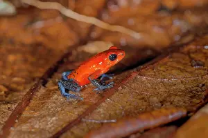 The strawberry poison-dart frog (Oophaga pumilio)