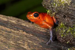 Oophaga: Strawberry Poison Dart Frog (Oophaga pumilio)