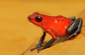 Oophaga: Strawberry poison-dart frog (Oophaga pumilio), Costa