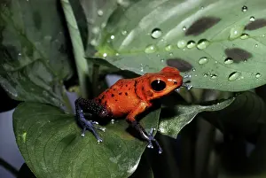 Oophaga: Strawberry Poison Frog