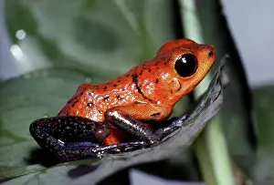 Oophaga: Strawberry Poison Frog