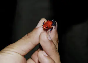 Pumilio: Strawberry Poison Frog