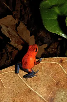 Poisonarrow: Strawberry poison frog