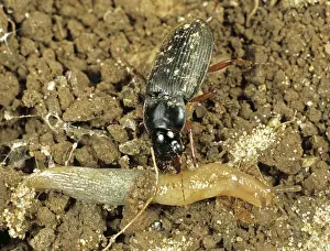 Attacks: Strawberry seed beetle Attacks slug