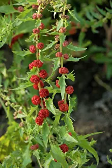 Goosefoot: Strawberry sticks, or leafy goosefoot. Garden