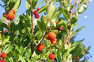 Unedo: Strawberry Tree / Apple of Cain / Cane Apple