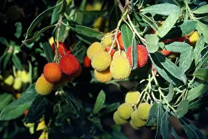 Unedo: STRAWBERRY TREE - FRUIT