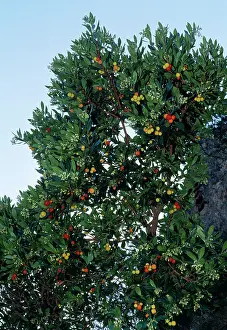 Unedo: STRAWBERRY TREE - & FRUIT