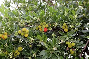 Strawberries: Strawberry Tree - in park