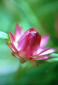 Helichrysum: Strawflower