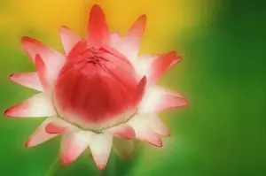 Everlasting: Strawflower