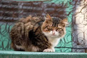 Istanbul: Stray cat in Istanbul, Turkey, Asia