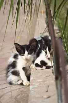 Marrakech: Of stray cats in the city of Marrakech Morocco