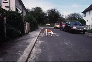 Stray: Stray Dog