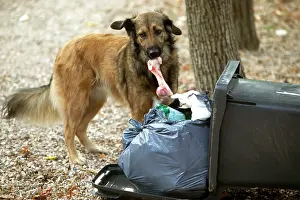 Stealing: Stray Dog - looking for food in rubbish bin
