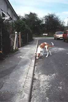 Stray: Stray DOG - In urban street