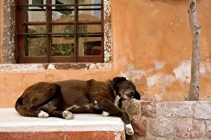 Stray: Stray Dog - by window
