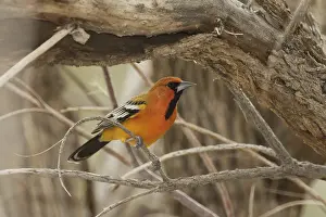 District: Streak-backed Oriole (Icterus pustulatus) male