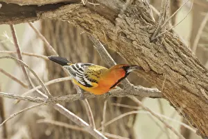District: Streak-backed Oriole (Icterus pustulatus) male