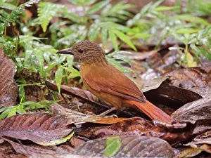 Streak: Streak Capped Treehunter Thripadectes virgaticep