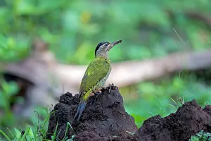 Streak: Streak-throated Woodpecker