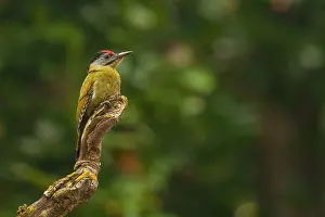 Zone: streak-throated woodpecker
