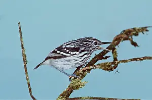 Streaked: Streaked ANTWREN